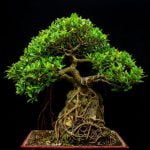 Come Iniziare Un Bonsai Pond Inizia con la scelta del giusto contenitore per il tuo bonsai pond