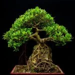 Come Iniziare Un Bonsai Pond Inizia con la scelta del giusto contenitore per il tuo bonsai pond