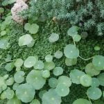 Quanto Costa Un Bonsai Come Bomboniera Regala un bonsai come bomboniera: elegante, originale e senza tempo