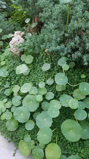 Quanto Costa Un Bonsai Come Bomboniera 1 Regala un bonsai come bomboniera: elegante, originale e senza tempo