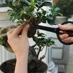 Quando Potare Il Pesco Bonsai Scopri quando potare il tuo pesco bonsai per una crescita sana e rigogliosa