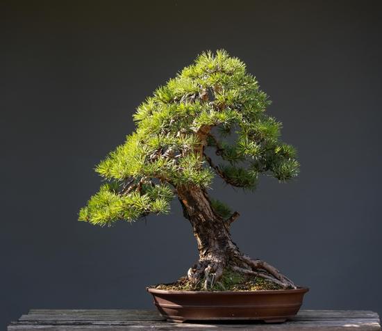 Come Creare Bonsai Di Lagestroemia 1 Segui le istruzioni dettagliate su come creare bonsai di Lagerstroemia