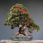 Come Potare Bonsai Ulivo Segui le tecniche specifiche per potare bonsai ulivo per mantenerne la forma e la salute