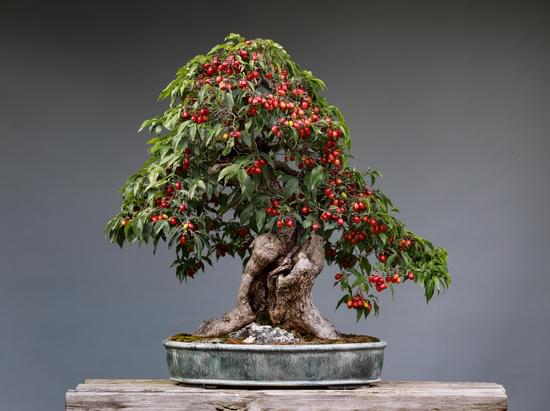 Come Potare Bonsai Ulivo 3 Segui le tecniche specifiche per potare bonsai ulivo per mantenerne la forma e la salute