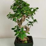 Come Si Sceglie La Portulacaria Per Fare Bonsai Guida su come scegliere la Portulacaria per un bonsai