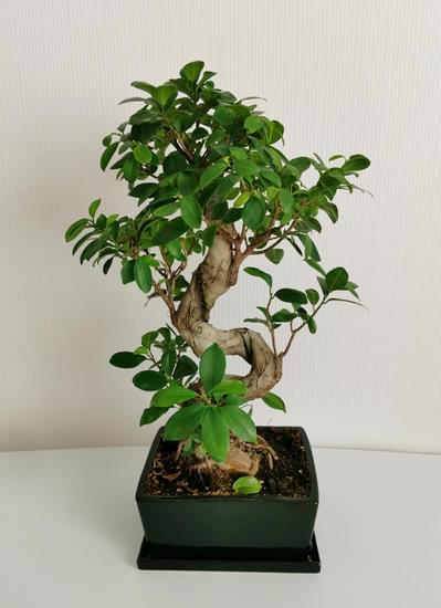 Come Si Sceglie La Portulacaria Per Fare Bonsai 1 Guida su come scegliere la Portulacaria per un bonsai