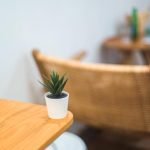 Che Tipo Di Vaso Per Bonsai Di Quercia Scegli un vaso di ceramica per bonsai di quercia