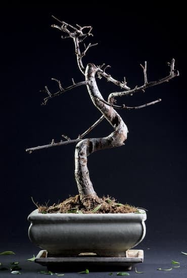 Guida pratica su come curare bonsai di ulivo