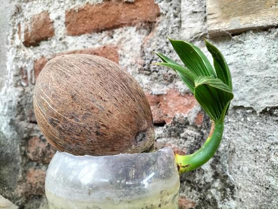 Come Fare Pietre Per Bonsai 1 Scopri Come Creare Pietre Realistiche per Bonsai