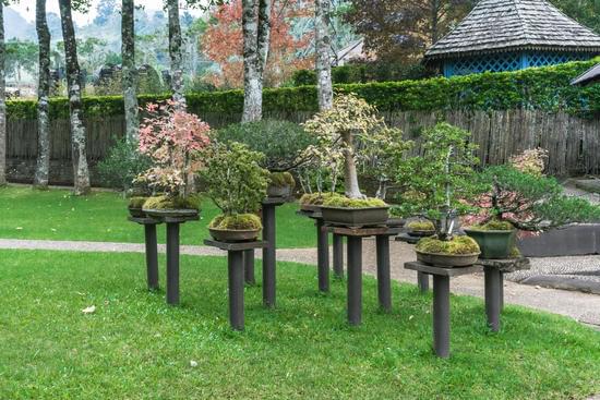 Quando Si Pota Il Bonsai Di Ficus 1 Scopri i segreti su quando si pota il bonsai di ficus per mantenerlo sano e forte