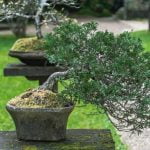 Come Crescere Bonsai Da Seme Guida pratica: come far crescere bonsai da seme
