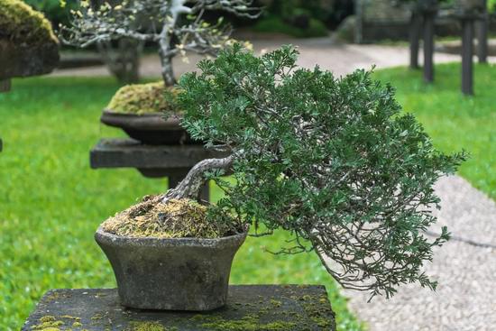 Come Crescere Bonsai Da Seme 1 Guida pratica: come far crescere bonsai da seme