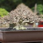 Come Dare Acqua Bonsai Scopri come dare acqua al bonsai per una crescita sana e rigogliosa