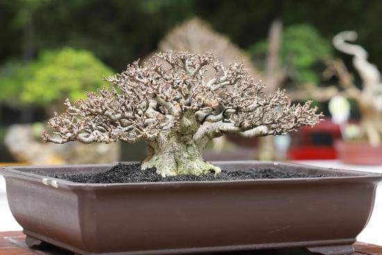 Scopri come dare acqua al bonsai per una crescita sana e rigogliosa