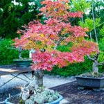 Quanto Costa Un Bonsai Di Un Metro Scopri quanto costa un bonsai di un metro e rendi il tuo giardino un'oasi zen