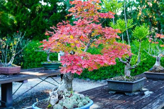 Quanto Costa Un Bonsai Di Un Metro 1 Scopri quanto costa un bonsai di un metro e rendi il tuo giardino un'oasi zen