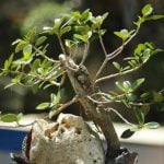 Come Fare Il Bonsai Di Olivo Guida dettagliata su come fare il bonsai di olivo, passo dopo passo