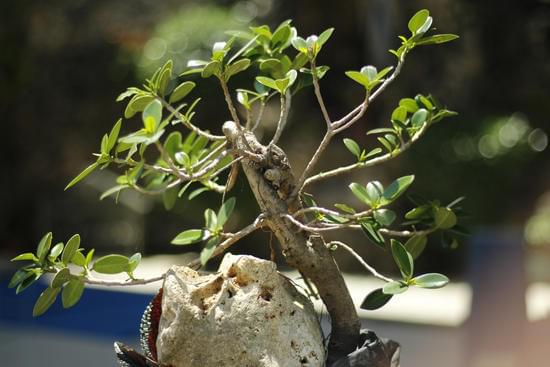 Guida dettagliata su come fare il bonsai di olivo, passo dopo passo