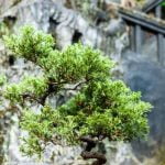 Quando Le Radici Del Bonsai Si Svuotano quando le radici del bonsai si svuotano