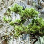 Guida alla potatura del pino bonsai: consigli e tecniche per la cura ottimale