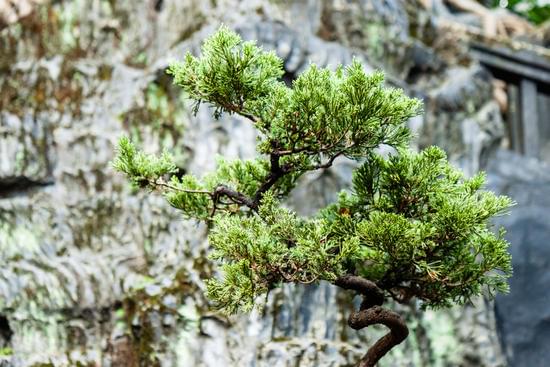 Come Potare Pino Bonsai 1 Guida alla potatura del pino bonsai: consigli e tecniche per la cura ottimale