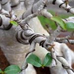 Come Usare Il Dremel Su Legno Bonsai Guida dettagliata su come usare il Dremel su legno bonsai per scolpire dettagli precisi