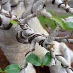 Come Usare Il Dremel Su Legno Bonsai Guida dettagliata su come usare il Dremel su legno bonsai per scolpire dettagli precisi