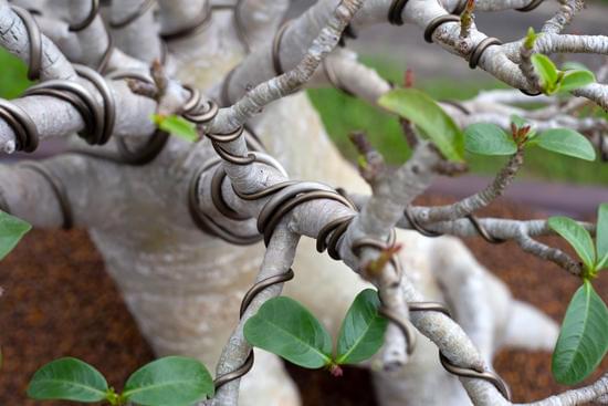 Guida dettagliata su come usare il Dremel su legno bonsai per scolpire dettagli precisi