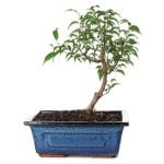 Quando Innaffiare Un Bonsai Mirto Quando innaffiare un bonsai mirto: segui attentamente il ciclo di irrigazione del bonsai per evitare eccesso o carenza d'acqua