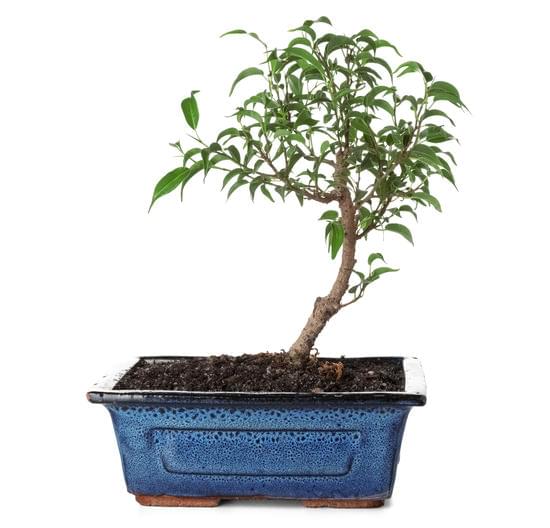 Quando Innaffiare Un Bonsai Mirto 1 Quando innaffiare un bonsai mirto: segui attentamente il ciclo di irrigazione del bonsai per evitare eccesso o carenza d'acqua