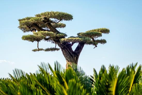 Quando Potare Azzalee Bonsai 1 Quando potare azalee bonsai: segui il calendario delle fioriture per una potatura precisa