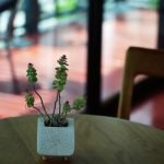 Come Rimpicciolire Foglie Su Bonsai Miniature foglie di bonsai: come rimpicciolirle con successo