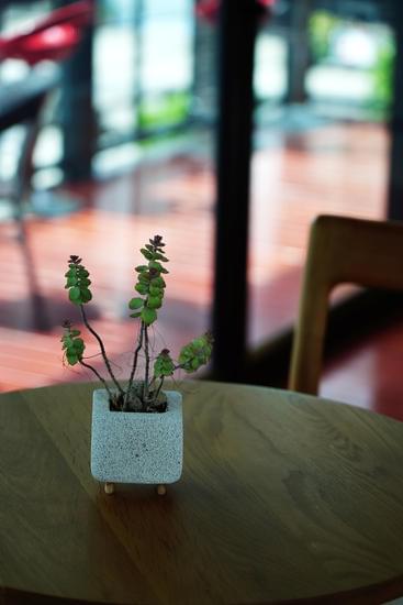 Come Rimpicciolire Foglie Su Bonsai 1 Miniature foglie di bonsai: come rimpicciolirle con successo