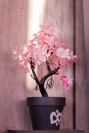 Come Mantenere Bene Un Bonsai 1 Seguire le indicazioni specifiche per la potatura e la concimazione del bonsai per mantenerlo sano e bello