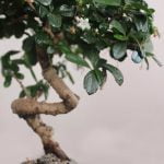 Come Viene Creato Un Bonsai Da Supermercato Scopri come viene creato un bonsai da supermercato in pochi passaggi