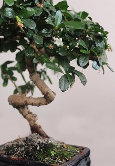 Scopri come viene creato un bonsai da supermercato in pochi passaggi
