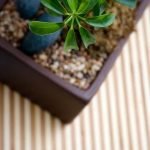 Guida dettagliata su come fare un bonsai di olivo margotta, passo dopo passo