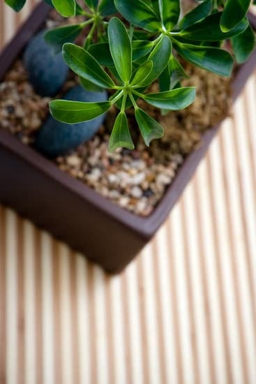 Come Fare Un Bonsai Di Olivo Margotta 1 Guida dettagliata su come fare un bonsai di olivo margotta, passo dopo passo