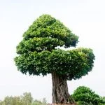 Scopri come potare bonsai Carmona per garantirne la bellezza e la salute