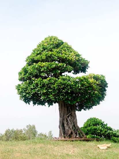 Come Potare Bonsai Carmona 1 Scopri come potare bonsai Carmona per garantirne la bellezza e la salute