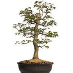 Scopri quantità foglie Bonsai Acero Rosso per una guida completa e dettagliata