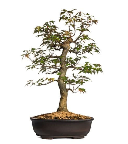 Quante Foglie Ha Un Bonsai Acero Rosso 1 Scopri quantità foglie Bonsai Acero Rosso per una guida completa e dettagliata
