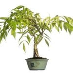 Come Prelevare Un Pre Bonsai Dai Boschi Guida pratica su come prelevare un pre bonsai dai boschi