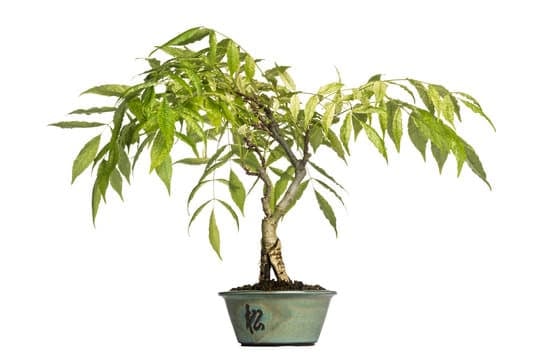 Come Prelevare Un Pre Bonsai Dai Boschi 1 Guida pratica su come prelevare un pre bonsai dai boschi
