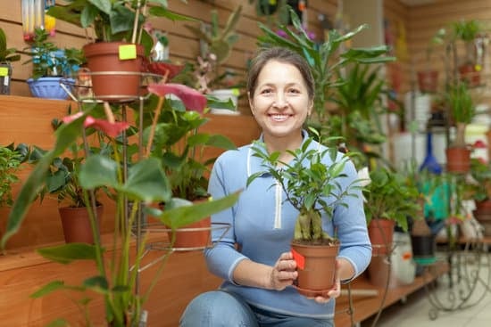 Come Avere Cura Dei Bonsai 17 Scopri come avere cura dei bonsai con i nostri consigli esperti