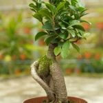 Quante Volte Annaffiare Il Bonsai Quante volte annaffiare il bonsai: guida completa per cura ottimale