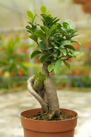 Quante Volte Annaffiare Il Bonsai 1 Quante volte annaffiare il bonsai: guida completa per cura ottimale