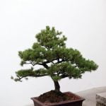 Come Fare Bonsai Litchi Partendo Dal Nocciolo Guida dettagliata su come fare bonsai litchi dal nocciolo