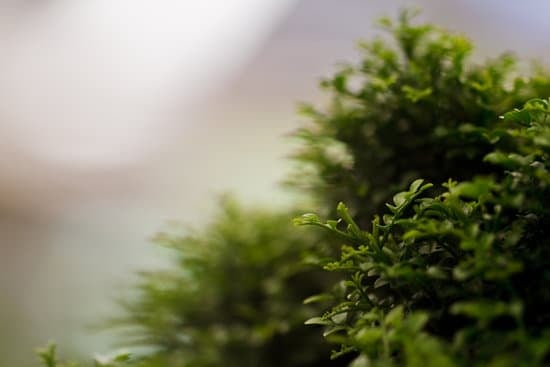 Come Trasportare Un Bonsai 11 Guida pratica su come trasportare un bonsai in modo sicuro e efficiente