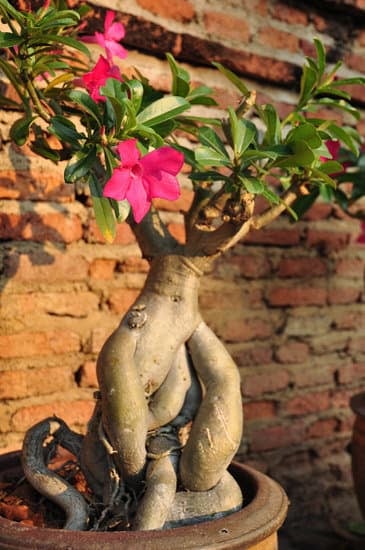 Da Bonsai Ad Albero 1 Da bonsai ad albero: la crescita di una passione inarrestabile